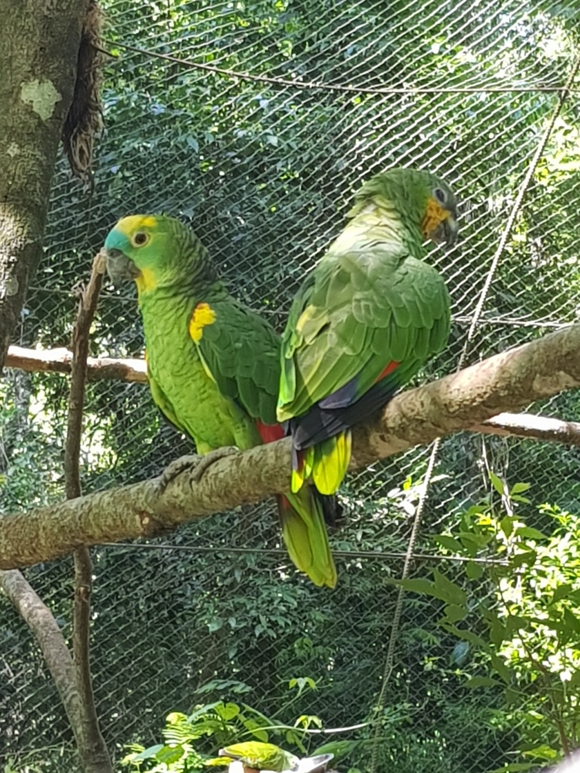 Parrots at Guira Oja Animal Rehabilitation Centre